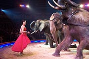 afrikanische Elefanten präsentiert Jana Mandana (Foto: Martin Schmitz)