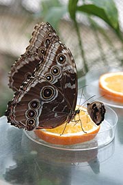 Tropische Schmetterlinge - Sonderausstellung bis 15.03.2020 (Foto: Ingrid Grossmann)