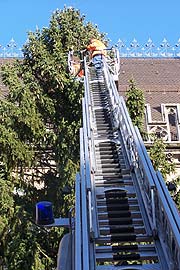 Am 15.11.2004 wurde die 25 m hohe Tanne aus dem Bayerischen Wald aufgestellt (Foto: Martin Schmitz)