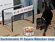 Dackelorakel zum Champions League Finale München am 18.05.2012 @ Stachus Passagen (©Foto: MartiN Schmitz)