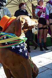 maskierter Hund (Foto: Martin Schmitz)