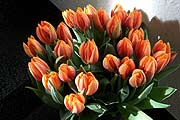 orange Tulpen überall (Foto: Martin Schmtz)
