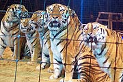 Rüdiger Probst präsentiert Tiger