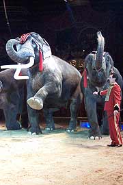 James Puydebois aus Frankreich präsentiert Colonel Joe im Trio mit zwei Elefantendamen (Foto: Marikka-Laila Maisel)