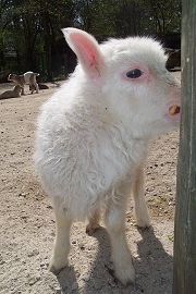 Osterlamm (Foto: Martin schmitz)