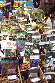 Natürlich gibt es auch Saatgut (Foto: Martin Schmitz)