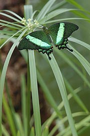 Tropische Schmetterlinge - Sonderausstellung bis 31.03.2006 (Foto: Ingrid Grossmann)