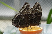 Tropische Schmetterlinge - Sonderausstellung bis 31.03.2006 (Foto: Ingrid Grossmann)