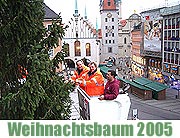 Münchner Christkindlmarkt: der City Christbaum 2005 kommt aus Murnau (Foto. Martin Schmitz)
