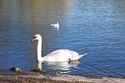 Schwan in Januarsonne