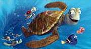 die Schildkröte kennt die schnellsten Wasserverbindungen