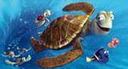 die Schildkr&ouml;te kennt die schnellsten Wasserverbindungen