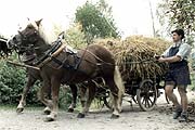 Zutiere in Aktion (Foto: Bezirk Oberbayern)