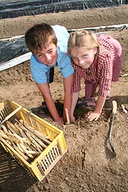 Spargelstechen: kinderleicht (Foto: Marikka-Laila Maisel)