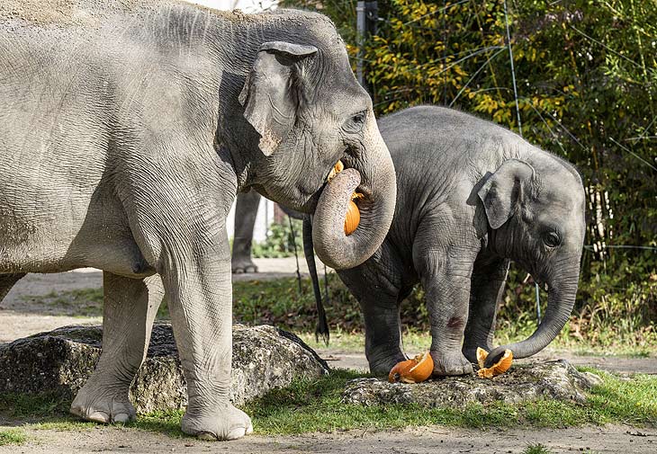  Elefanten ©Fotos: Marc Müller