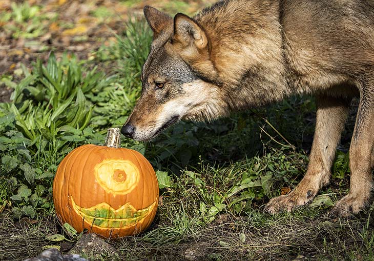 Erstmal mißtrauisch waren die Wölfe: Halloween im Tierpark Hellabrunn. Foto: Marc Müller
