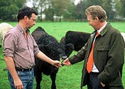 Galloway Rinder grasen jetzt auf Ausgleichsfl&auml;chen (Foto: Hornbach)