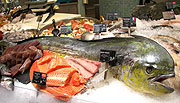 Edelfisch-Spezialitäten wie Mahi Mahi aus dem indischen Ozean... (©Foto: Marikka-Laila Maisel)
