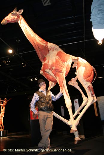 Gunther von Hagens und seine 5,80 m hohe plastinierte Giraffe (Foto: Martin Schmitz)