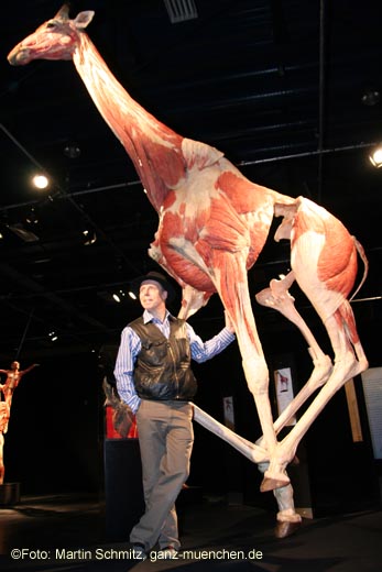 Gunther von Hagens und seine 5,80 m hohe plastinierte Giraffe (Foto: Martin Schmitz)