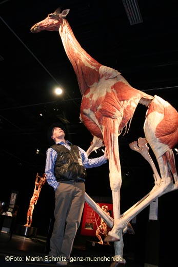 Gunther von Hagens und seine 5,80 m hohe plastinierte Giraffe (©Foto: Martin Schmitz)