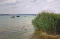 ammersee_schilf27