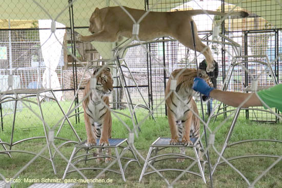 Alexander Lacey mit Löwen @ Preview Circus Krone-Farm in Weßling / 200629krone_farm044 ©Foto: Martin Schmitz, 29.06.2020 