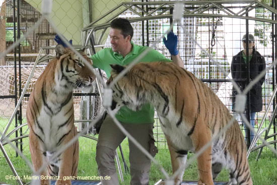 Alexander Lacey mit Tigern @ Preview Circus Krone-Farm in Weßling / 200629krone_farm047 ©Foto: Martin Schmitz, 29.06.2020 