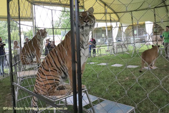 Tiger von Alexander Lacye @ Preview Circus Krone-Farm in Weßling / 200629krone_farm051 ©Foto: Martin Schmitz, 29.06.2020