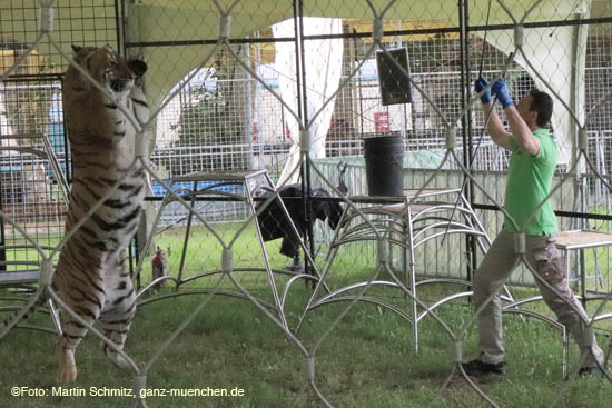 Alexander Lacey und seine Raubtiere - Preview Circus Krone-Farm in Weßling / 200629krone_farm058 ©Foto: Martin Schmitz, 29.06.2020