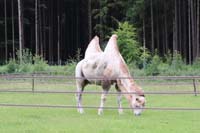 200629krone_farm029