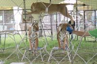 200629krone_farm044