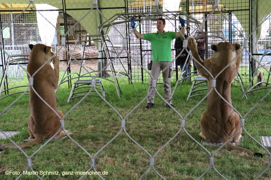 Alexander Lacey und seinen Raubkatzen kann man beim Training zuschauen. Preview Circus Krone-Farm in Weßling / 200629krone_farm053 ©Foto: Martin Schmitz, 29.06.2020 