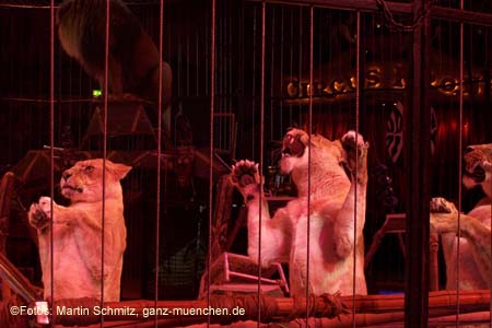 060301circus_krone057