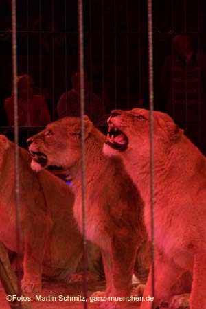 060301circus_krone058