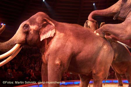 060301circus_krone084