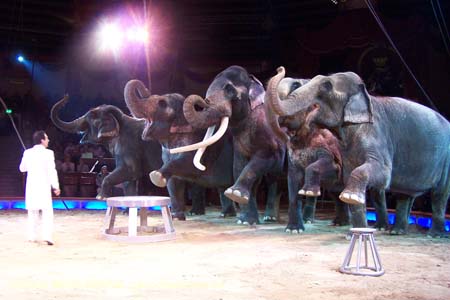 060301circus_krone085