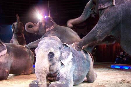 060301circus_krone088