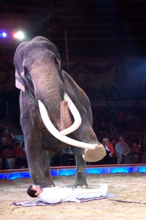 060301circus_krone089