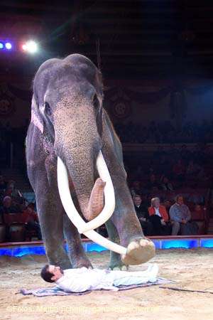 060301circus_krone090