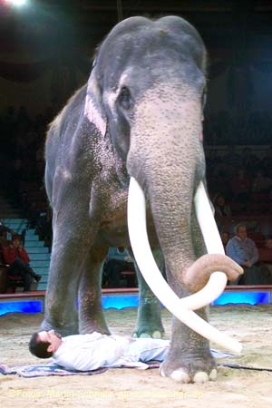 060301circus_krone091