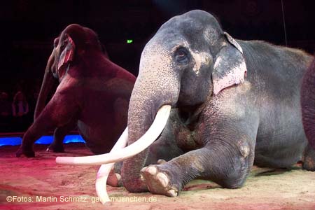 060301circus_krone093