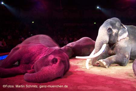 060301circus_krone094