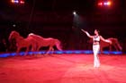 060301circus_krone028