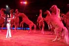 060301circus_krone029