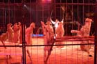 060301circus_krone056
