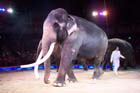 060301circus_krone083