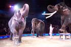 060301circus_krone086