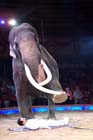 060301circus_krone089