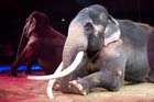 060301circus_krone093